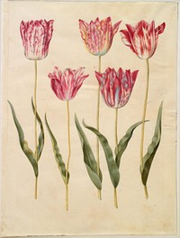 Tulipa gesneriana (garden tulip) by Maria Sibylla Merian