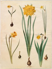 Narcissus pseudonarcissus minor;Narcissus pseudonarcissus (daffodil);Narcissus ×tenuior;Narcissus bulbocodium (crinoline narcissus);Narcissus pseudonarcissus bicolor (two-colored daffodil) by Maria Sibylla Merian