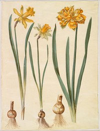 Narcissus pseudonarcissus major (large daffodil);Narcissus pseudonarcissus bicolor (two-colored daffodil);Narcissus pseudonarcissus by Maria Sibylla Merian