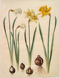 Narcissus pseudonarcissus moschatus (musk narcissus);Narcissus ×medioluteus (two-flowered narcissus);Narcissus pseudonarcissus major (large daffodil) by Maria Sibylla Merian