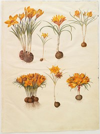 Crocus angustifolius (Balkan crocus) by Maria Sibylla Merian