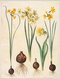 Narcissus jonquilla (rush-narcissus);Narcissus tazetta aureus (gold-tazet);Narcissus pseudonarcissus bicolor (two-colored daffodil) by Maria Sibylla Merian