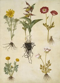 Adonis vernalis (spring adonis);Cypripedium calceolus (large lady's slipper);Ranunculus asiaticus (garden buttercup);Ranunculus (species of buttercup) by Maria Sibylla Merian