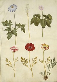 Anemone apennina (Apennines anemone);Tiarella cordifolia (common foam flower);Anemone trifolia (triple anemone);Ranunculus asiaticus (garden buttercup) by Maria Sibylla Merian