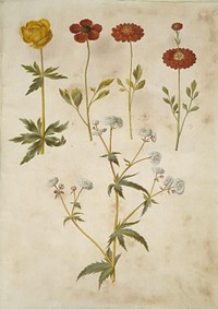 Trollius europaeus (European meadow plum);Ranunculus asiaticus (garden buttercup);Ranunculus aconitifolius (silver button buttercup) by Maria Sibylla Merian