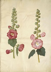 Alcea rosea (garden hollyhock) by Maria Sibylla Merian