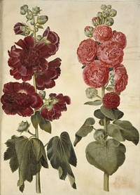 Alcea rosea (garden hollyhock) by Maria Sibylla Merian