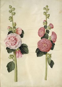 Alcea rosea (garden hollyhock) by Maria Sibylla Merian