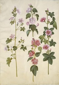 Malva sylvestris (common cat cheese);Lavatera thuringiaca (German poplar rose) by Maria Sibylla Merian