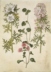 Malva moschata (musk cat cheese);Malva or Malope (species of cat cheese or malope) by Maria Sibylla Merian