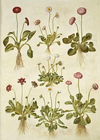 Bellis perennis (common daisy) by Maria Sibylla Merian