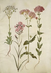 Saxifraga paniculata (rock saxifrage);Silene viscaria (common tar clove);Silene armeria (knot-limewort); by Maria Sibylla Merian