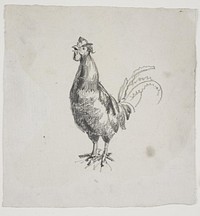 Rooster