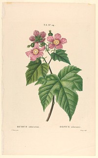 Rubus odoratus, Jarry