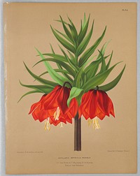 Fritillaria Imperalis Maximus, Plate 34 from A. C. Van Eeden's "Flora of Haarlem"