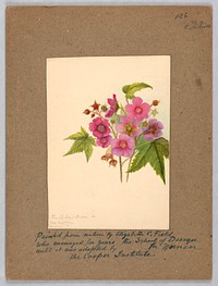 Thimbleberry, Elizabeth C Field