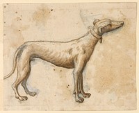 Greyhound