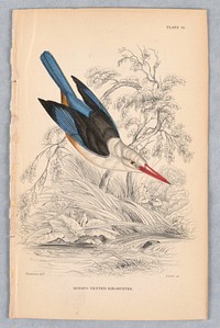 Rufous-Vented Kinghunter, Plate 12 from Birds of Western Africa, William Home Lizars