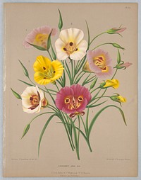 Calochorti Spec. Div., Plate 75 from A. C. Van Eeden's "Flora of Haarlem"