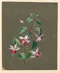 Honeysuckle