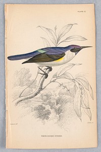 White-Bodied Sunbird, Plate 17 from Birds of Western Africa, William Home Lizars