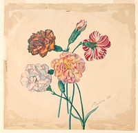 Four carnations