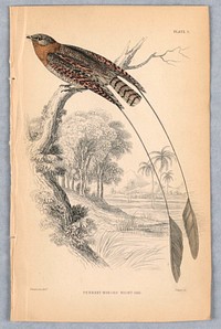 Pennant-Winged Night-Jar, Plate 5 from Birds of Western Africa, William Home Lizars