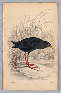 Yellow-Billed Waterhen, Plate 28 from Birds of Western Africa, William Home Lizars