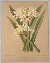 Pancratium Illyricum, Plate 116 from A. C. Van Eeden's "Flora of Haarlem"