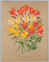 Alstroemeria Chilensis Varr., Plate 104 from A. C. Van Eeden's "Flora of Haarlem"