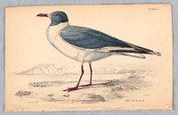 Grey Cap'd Gull, Plate 29 from Birds of Western Africa, William Home Lizars