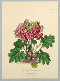 Primula Praenitens, Var. Atrorosea Plena, Plate LXII from Edward George Henderson's "The Illustrated Bouquet", Mrs Withers