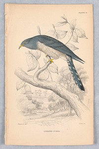 Lineated Cuckoo, Plate 18 from Birds of Western Africa, William Home Lizars