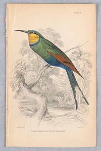 Fork-Tailed Blue-Vented Bee-Eater, Plate 10 from Birds of Western Africa, William Home Lizars