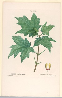 Acer Saccharinum, Mlle Janinet