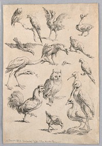 Assortment of Birds, from the "Recueil de differentes &eacute;tudes d'animaux...", Gabriel Huquier