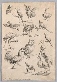 Assortment of Birds, from the "Recueil de differentes études d'animaux...", Gabriel Huquier