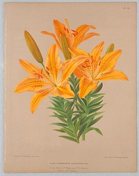 Lilium Thunbergianum Aureum Maculatum, Plate 76 from A. C. Van Eeden's "Flora of Haarlem"