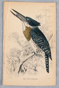 Great African Kingfisher, Plate 11 from Birds of Western Africa, William Home Lizars