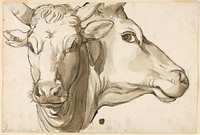 Study of a Cow