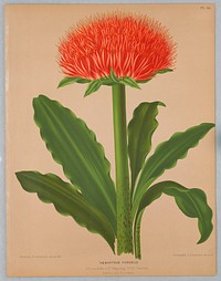 Haemanthus Puniceus, Plate 88 from A. C. Van Eeden's "Flora of Haarlem"