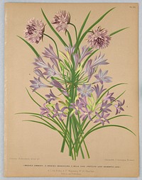 Brodiaea Congesta, brodiaea Grandiflora, Milla Laxa (Friteleia laxa-Seubertia Laxa), Plate 112 from A. C. Van Eeden's "Flora of Haarlem"