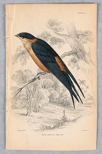 Great Senegal Swall, Plate 6 from Birds of Western Africa, William Home Lizars