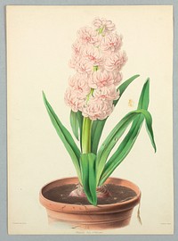 Hyacinth, Duke of Wellington, Plate from Edward George Henderson's "The Illustrated Bouquet", James Andrews