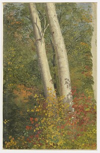 Birch Trees in Autumn, Frederic Edwin Church