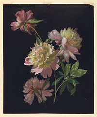 Flower Study, Peonies