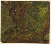 In the woods, Jamaica, Frederic Edwin Church