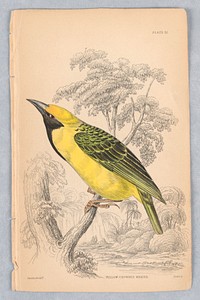 Yellow-Crowned Weaver, Plate 32 from Birds of Western Africa, William Home Lizars