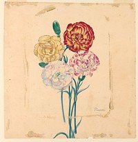 Four carnations