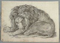 Study of a Lion